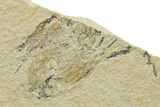 Cretaceous Fossil Shrimp and Fishes - Lebanon #376600-3